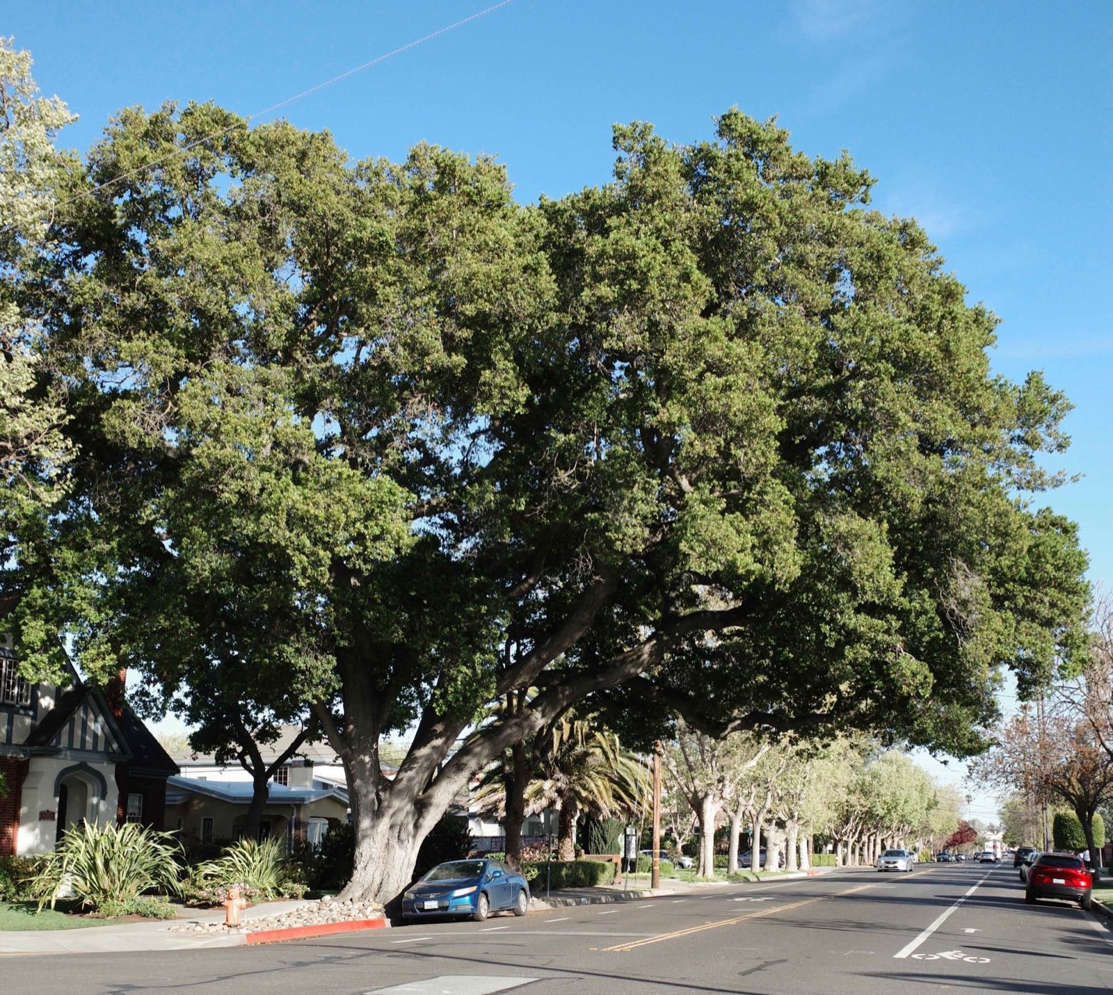 A live oak spreading over a wide, straight residential street, with a line of street trees receding toward the Bay