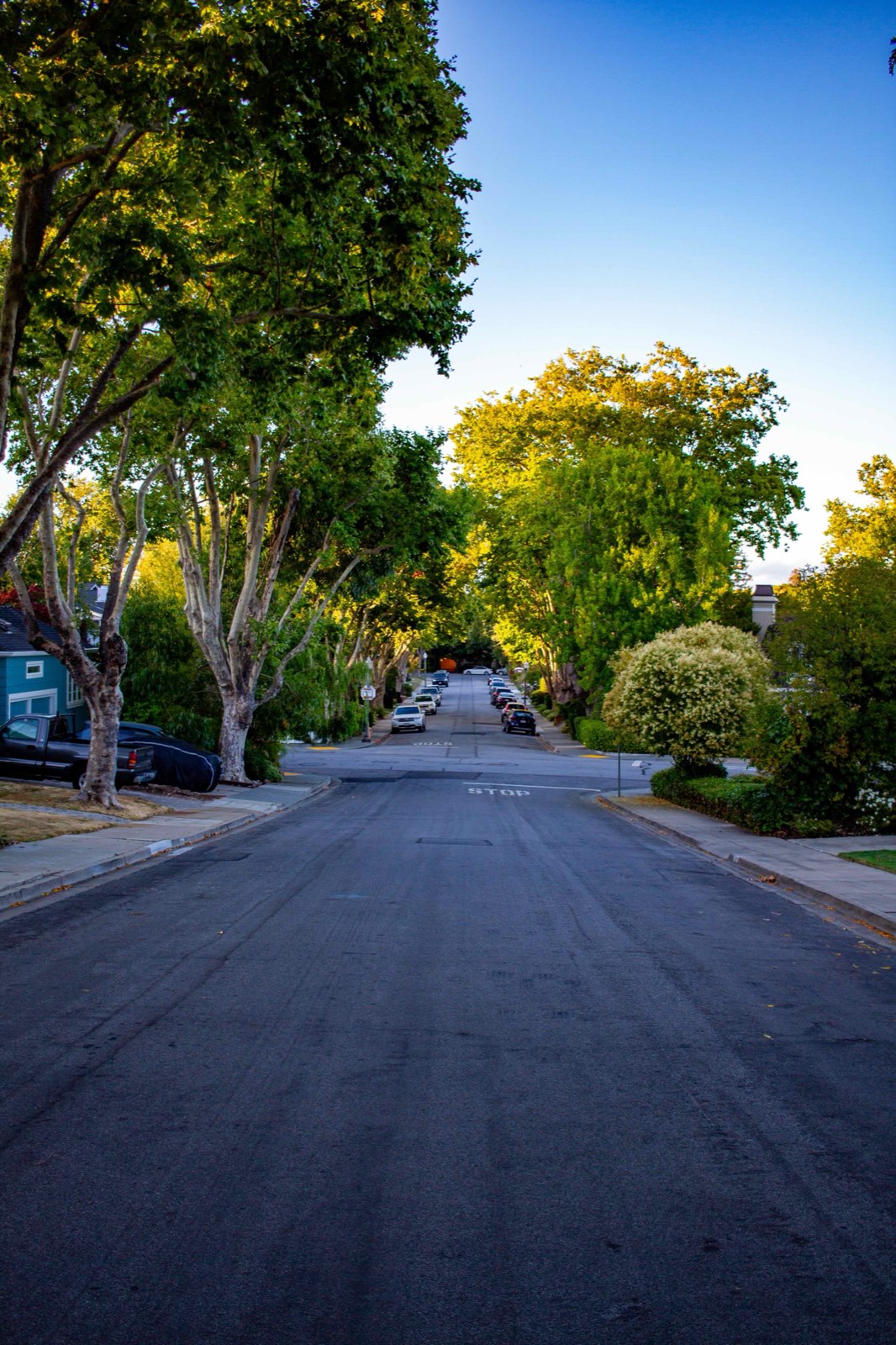 A residential street on the slope running downhill to a stop sign, under mature plane trees with evening sun catching the tops of them, cars parked along both curbs